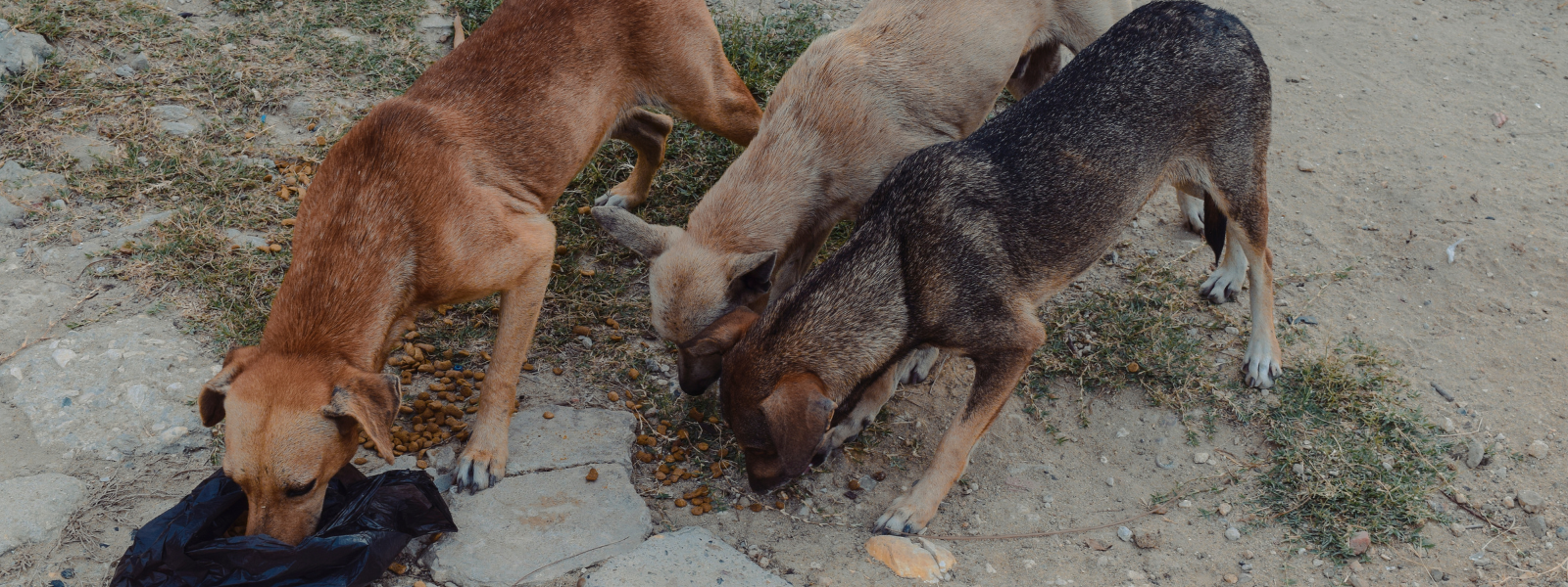 Three stray dogs eating kibble out of a bag on the side of the road